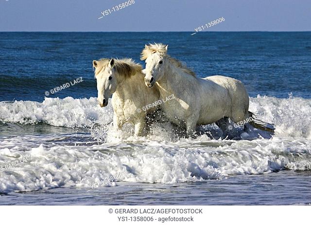 CAMARGUE HORSE, PAIR STANDING ON BEACH, SAINTES MARIE DE LA MER IN THE SOUTH OF FRANCE