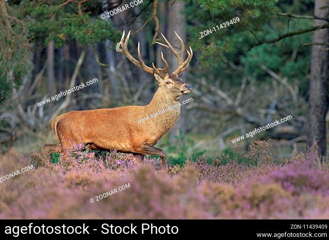 Rothirsch (Cervus elaphus), Nationalpark Hoge Veluwe, Gelderland, Niederlande, Europa / Red Deer (Cervus elaphus) Hoge Veluwe National Park, Netherlands, Europe