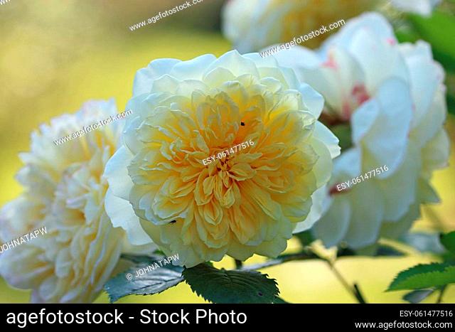 White rose flower with yellow centre, Rosa species of unknown variety, in close up with a background of blurred leaves and backlit by sunlight