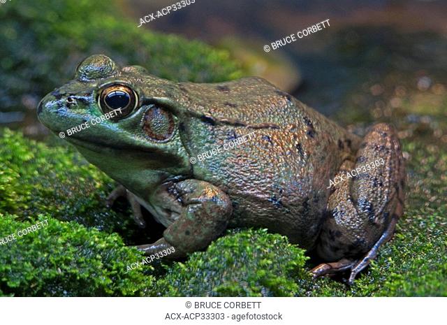 Close-up of a Green Frog Rana clamitans