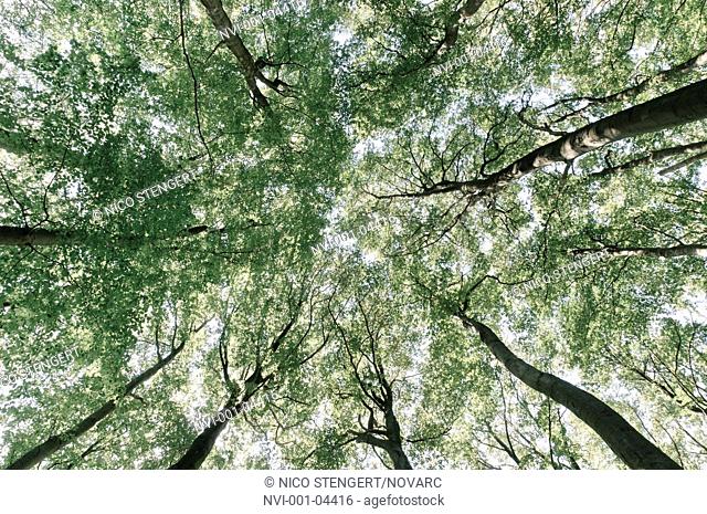 Treetops, beech forest in the Jasmund National Park, Rugia, Ruegen, Mecklenburg-Western Pomerania, Germany, Europe
