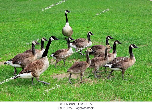 Canada Goose (Branta canadensis). Couple with gosling of differnt age walking on a lawn