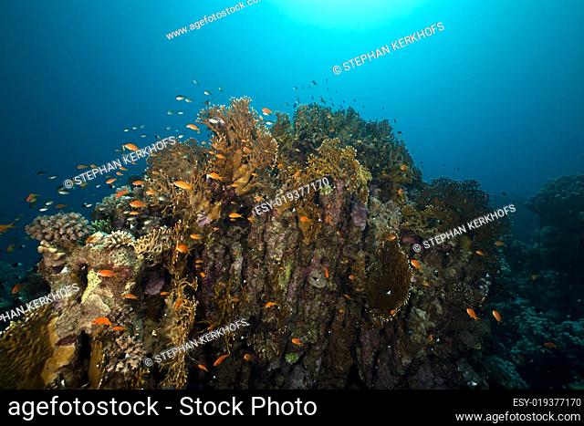 Coral reef and reef fish in the Red Sea