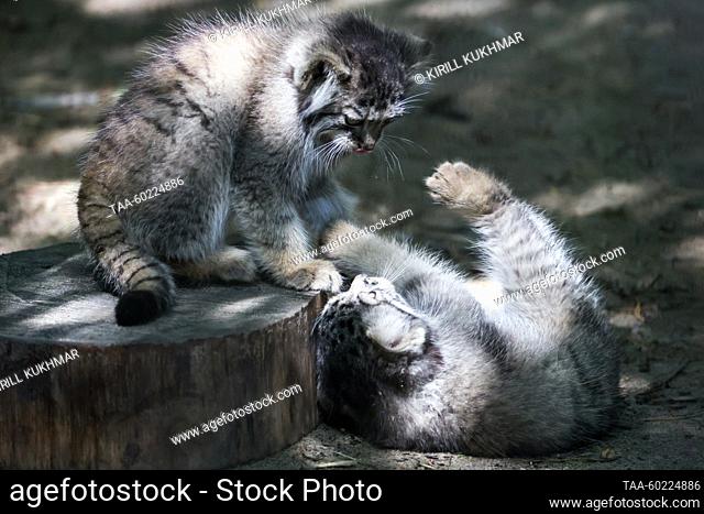 RUSSIA, NOVOSIBIRSK - JULY 3, 2023: Two-month-old manul kittens play at Novosibirsk Zoo. Manuls Achi and Yeva (not pictured) gave birth to five kittens on 29...