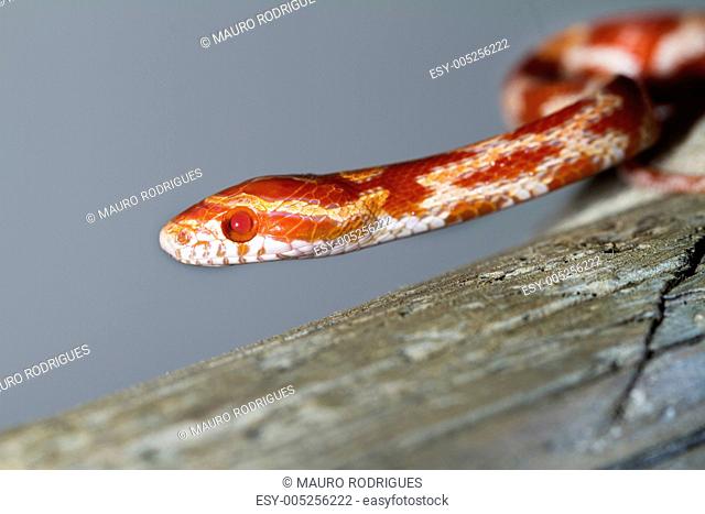 red corn snake