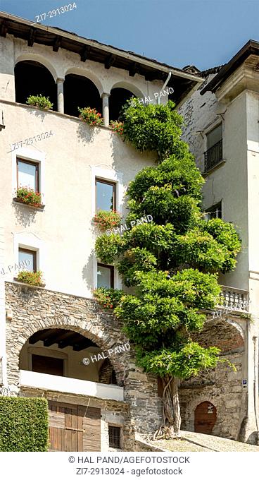 old building in historical touristic village with large creeping wisteria, shot on bright summer day at Orta San Giulio, Novara, Cusio, Italy