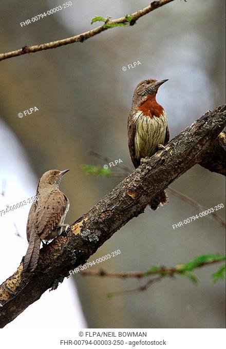 Rufous-necked Wryneck Jynx ruficollis adult pair, perched on dead branch, Lake Naivasha, Great Rift Valley, Kenya, november