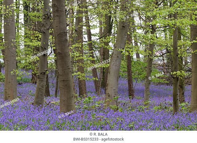 Atlantic bluebell (Hyacinthoides non-scripta, Endymion non-scriptus, Scilla non-scripta), blooming on the forest ground in spring, Germany