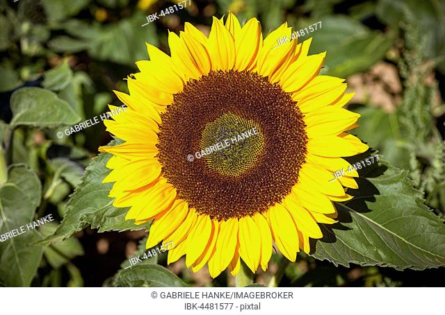 Sunflower (Helianthus annuus) blooming, Saxony, Germany