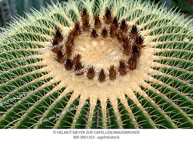 Flowering Barrel Cactus or Golden Barrel Cactus (Echinocactus grusonii), Botanical Garden, Erlangen, Middle Franconia, Bavaria, Germany