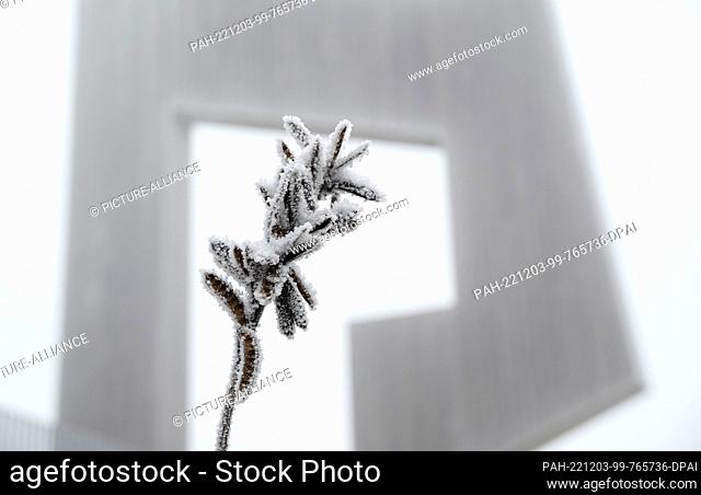 03 December 2022, Rhineland-Palatinate, Deuselbach: Frost has covered with ice a plant on the top of the Erbeskopf at the sound sculpture ""Windklang 816 M"" by...