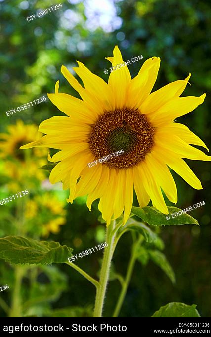 Schöne perfekte Sonnenblume, Nahaufnahme