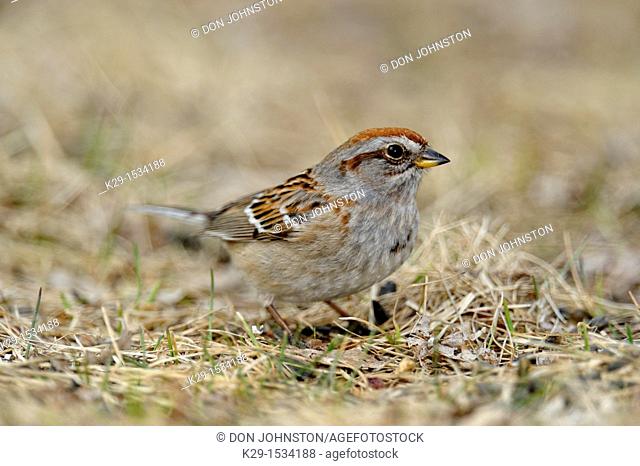 American Tree Sparrow Spizella arborea Foraging on ground in early spring