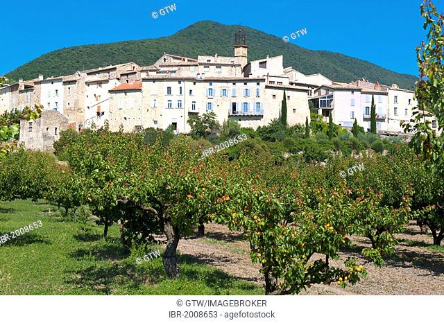 Apricot trees, plantation near Venterol, Drôme, Rhône-Alpes, France, Europe