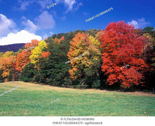 Tennessee Fall/Autumn colour at Cades Cove, Gt Smoky Mts NP Red & White Oak - Sugar Maple