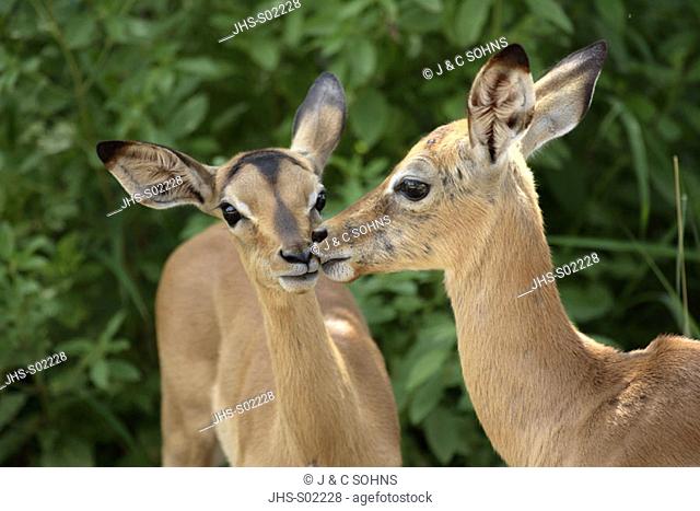 Impala, Aepyceros melampus, Kruger National Park, South Africa , Africa, youngs