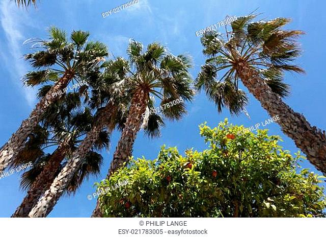 Palm and orange trees in Spain