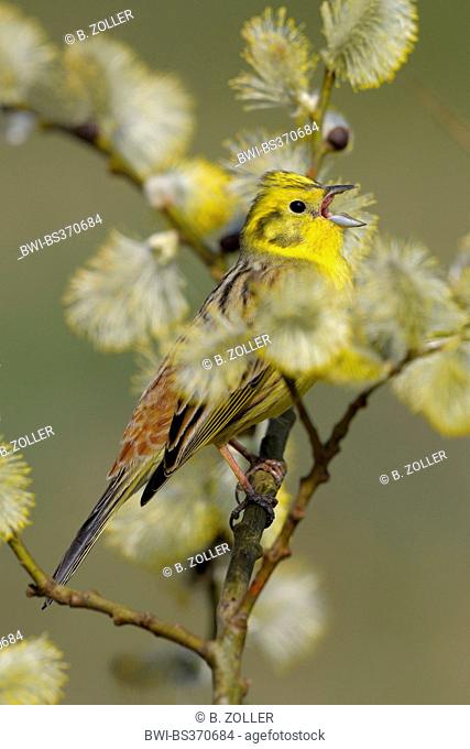 yellowhammer (Emberiza citrinella), singing male on a blooming willow branch, Germany