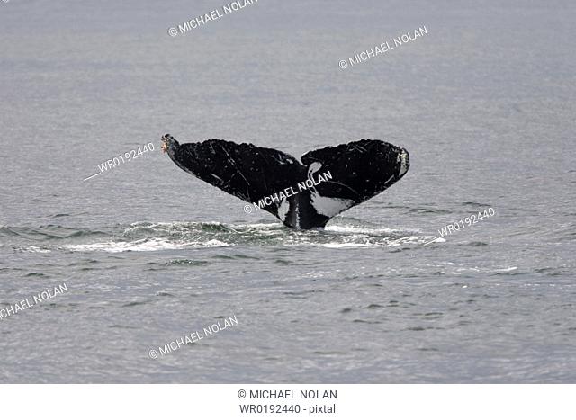 Adult humpback whale Megaptera novaeangliae fluke-up dive in Chatham Strait, southeast Alaska, USA