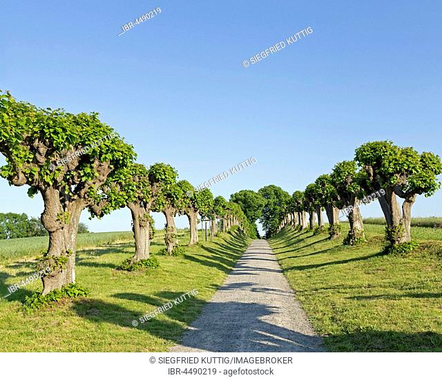 Feston avenue, common lime tree, lime tree avenue near Bothmer Castle, Klützer angle, Mecklenburg-Western Pomerania, Germany