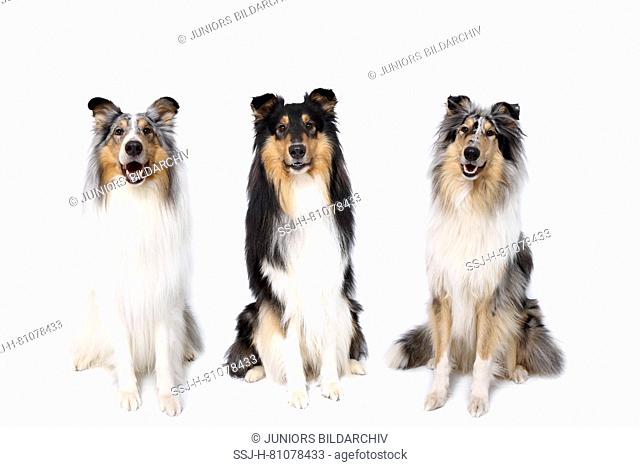 American Collie, Long-haired Collie. Three males sitting. Studio picture against a white background. Germany
