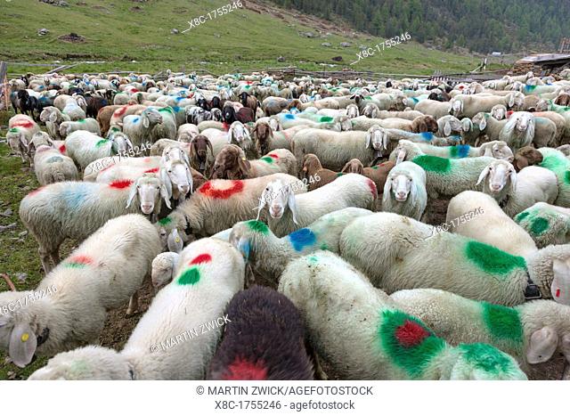 Transhumance - the great sheep trek across the main alpine crest in the Otztal Alps between South Tyrol, Italy, and North Tyrol