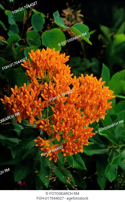 design butterfly weed asclepias tuberosa root
