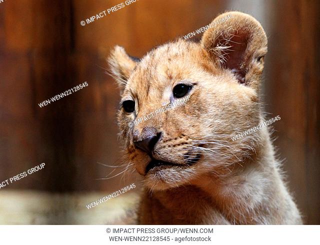 Three-month-old unnamed lion cubs are displayed to the press at Varna Zoo, in the coastal town of Varna in the north-east of Bulgarian capital Sofia