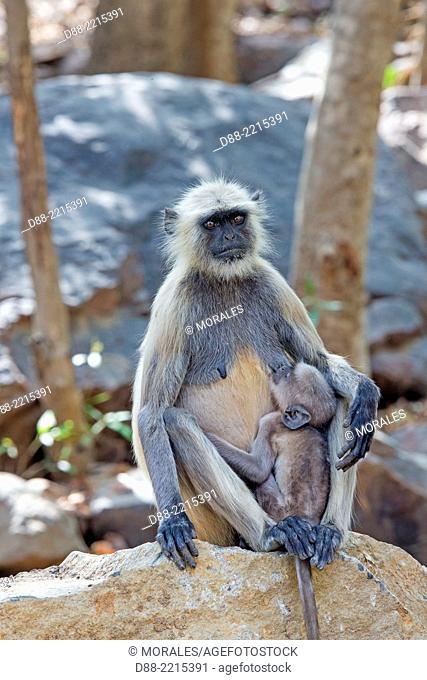 Asia, India, Maharashtra, Tadoba Andhari Tiger Reserve, Tadoba national park, Hanuman Langur (Semnopithecus entellus), mother and baby