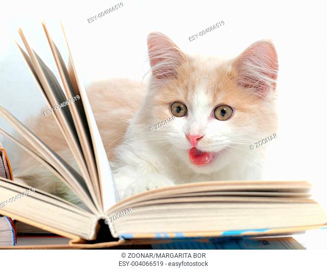 Little cat read a book