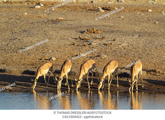 Black-Faced Impala (Aepyceros melampus petersi) - Group of females and one juvenile male (second from left with horns) drinking at a waterhole