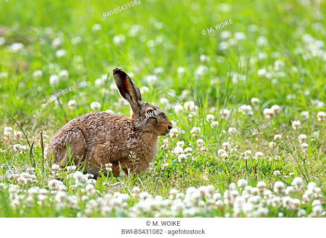 European hare, Brown hare (Lepus europaeus), sitting on a field with white clover, side view, Sweden, Oeland