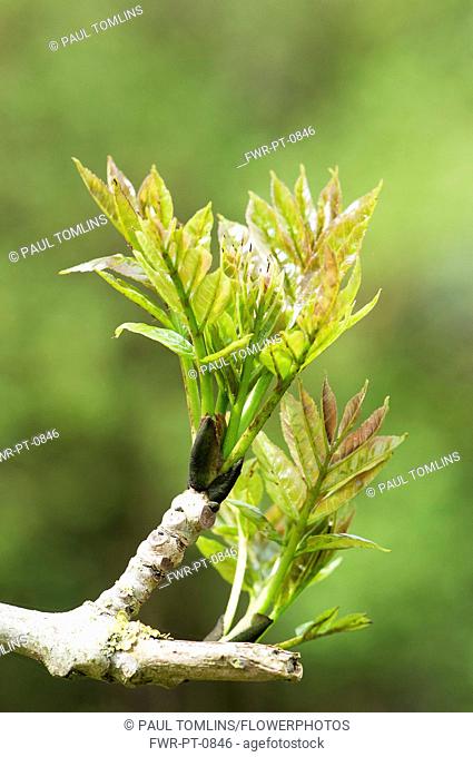 Ash , European ash, Fraxinus excelsior, new growth