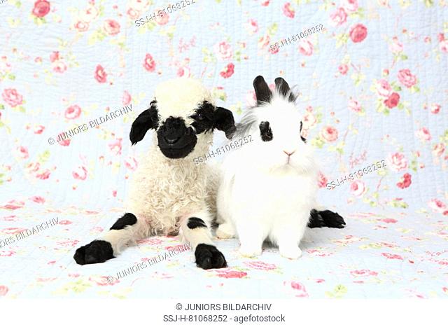 Valais Blacknose Sheep. Lamb (10 days old) and Dwarf Teddy Rabbit next to each other. Studio picture against a blue background with rose flower print