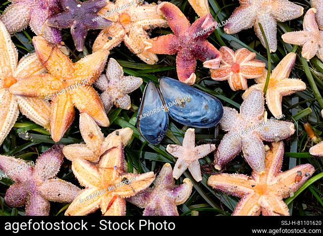 Common Starfish, Common European Seastar (Asterias rubens). Dead starfishes and mussel shell on the beach, Schleswig-Holstein, Germany