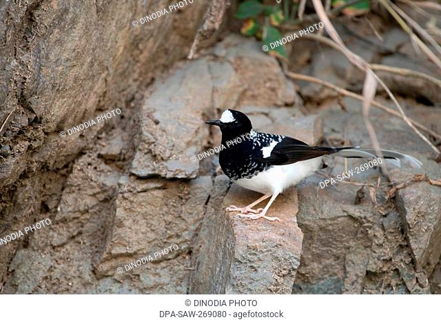 Spotted Fork tail bird sitting on rock, Uttarakhand, India, Asia