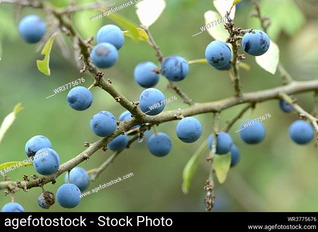 Fruit of the blackthorn (Prunus spinosa)