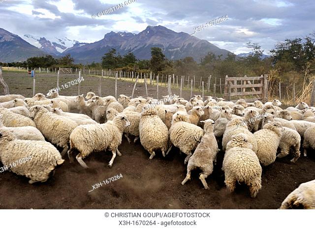 flock of sheep, estancia Nibepo Aike on the Argentino lakeshore, around El Calafate, Patagonia, Argentina, South America