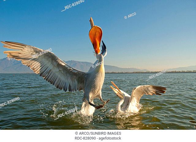 pelicans, kerkini lake, greece