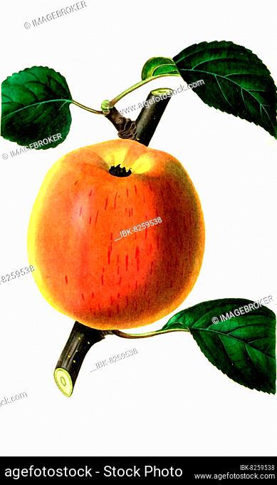 Apfel, Apfelsorte, the king of the pippins apple, digitale Reproduktion einer Originalvorlage aus dem 19. Jahrhundert, Originaldatum nicht bekannt