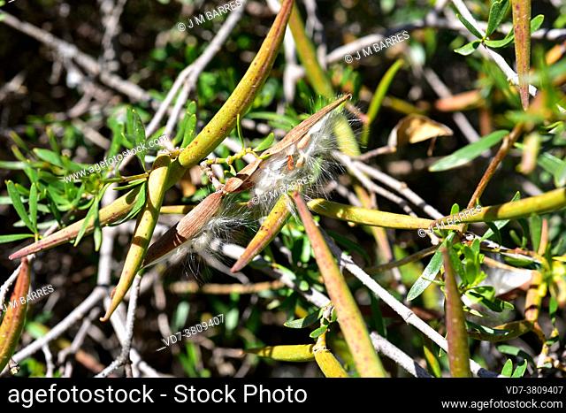 Cornical (Periploca laevigata or Periploca angustifolia) is an evergreen shrub native to northern Africa, Canary Islands and southeastern Spain