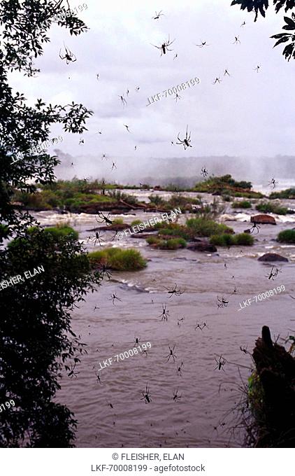Sider net, Iguazu Falls, Parana Brazil