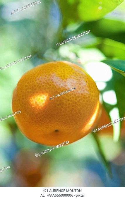 Clementine growing on tree, close-up