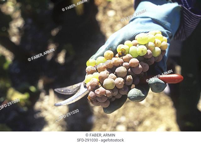 Hand holding Riesling grapes with noble rot, Mosel, Germany