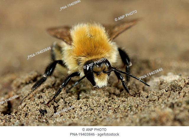 Scarce carder bee Bombus muscorum - Beninger Slikken, Beningerslikken, Bernisse, Voorne-Putten, South Holland, The Netherlands, Holland, Europe