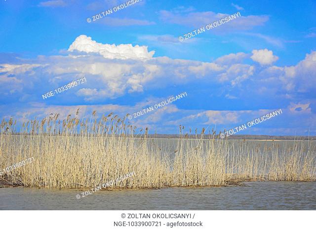 Tisza Lake Tisza to Reed bird nesting site