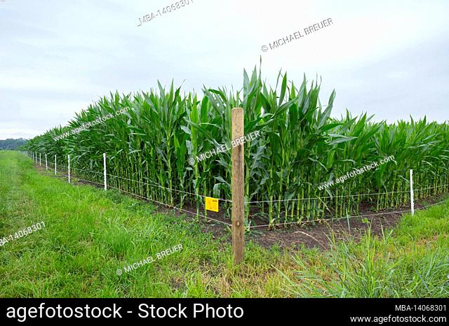 electric fence against wild boars in front of a corn field, july, summer, hesse, germany