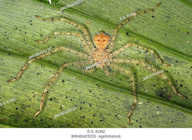 Giant crab spider, Huntsman spider (Sparassidae), sits on a leaf, Costa Rica