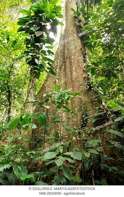 Gyranthera caribensis the tallest tree in the high jungle Henri Pittier National Park Venezuela