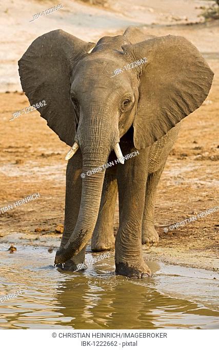 African Bush Elephant (Loxodonta africana) in Chobe River, Chobe National Park, Botswana, Africa